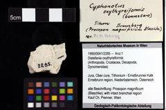 Foto (Objket + Etiketten) von Distefania oxythyreiformis 